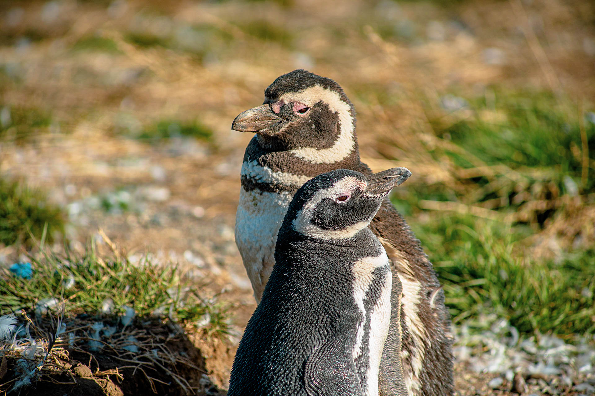 Pingouins Patagonie