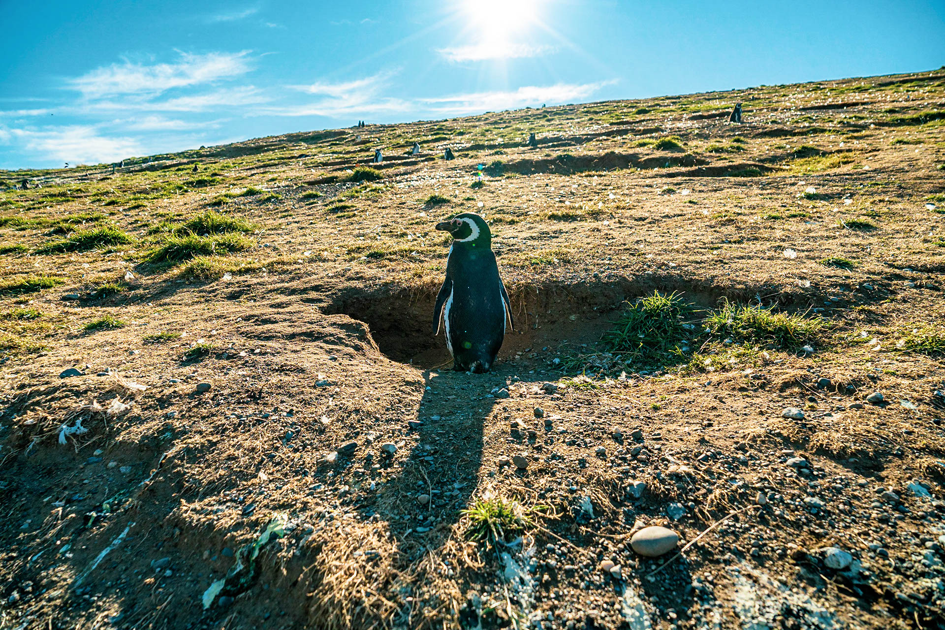 pingouins patagonie