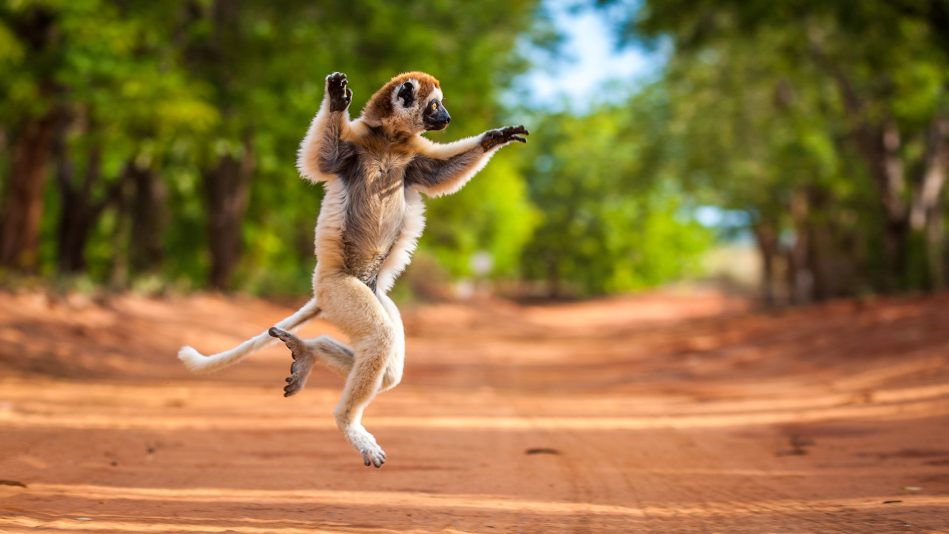 Verreaux's sifaka photographed in the Berenty Reserve of Madagascar.