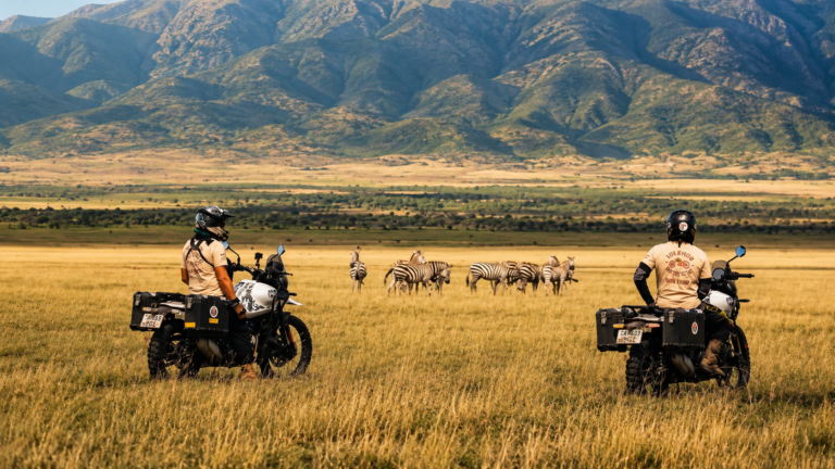 Deux motards en Royal Enfield Himalayan 450 au milieu des zèbres pendant un road trip moto en Tanzanie